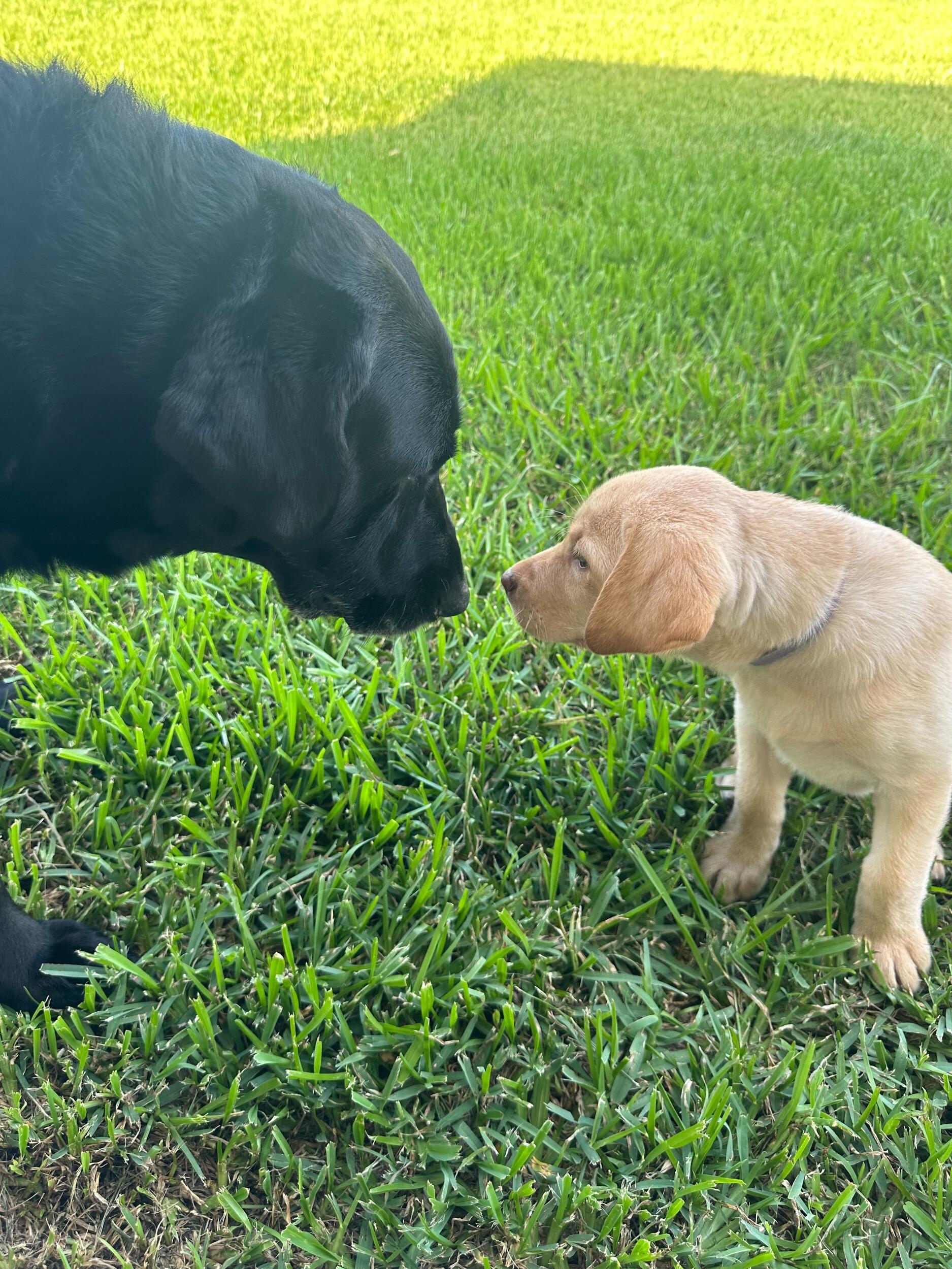 Welcomed home our new puppy, Remi! Duke wasn't so sure at first, now they're best friends!