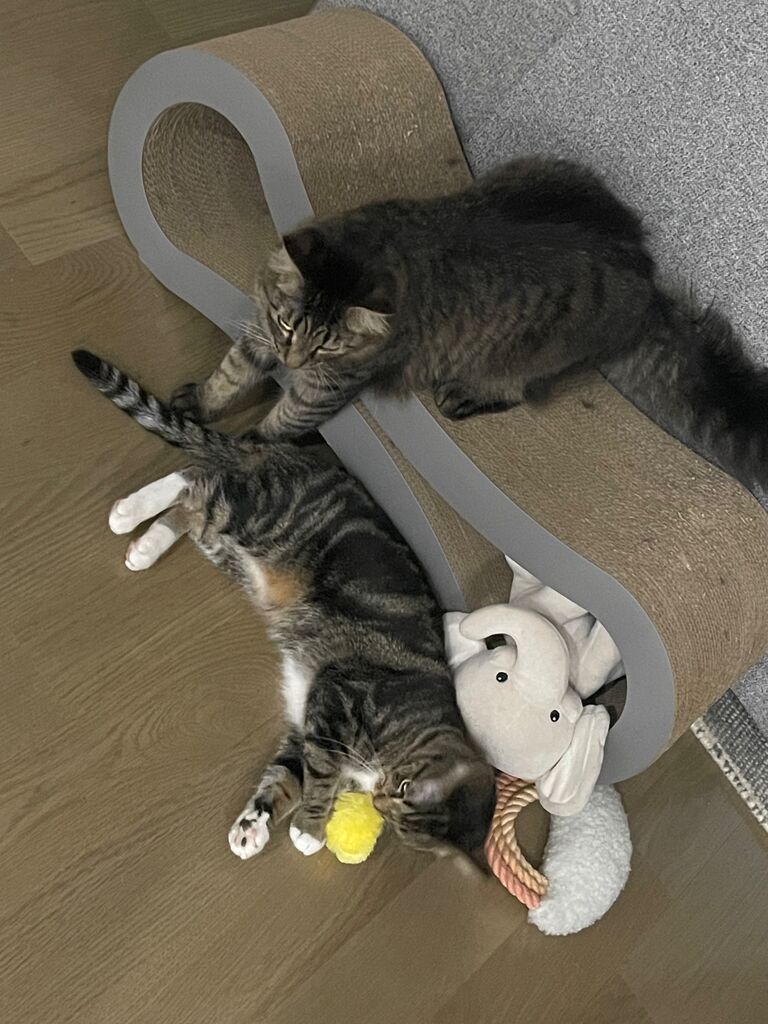Tom and Kristen nursed Appa back to health
