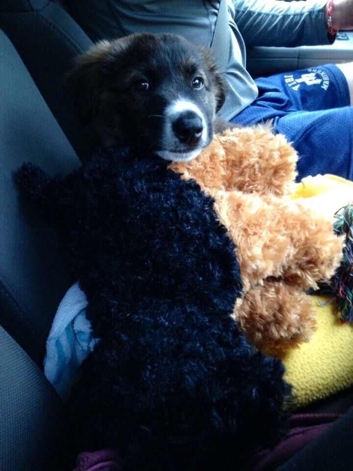 Our family grew! The day we got Wrigley.