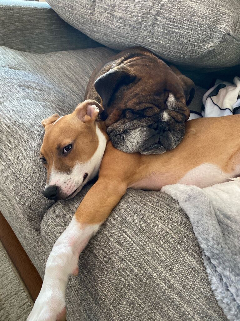Only took four days for Brick to warm up to Tenny and become the best big brother