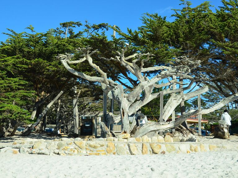 Distinctive trees in Carmel-by-the-Sea, California.