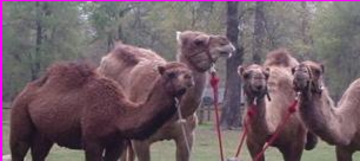 Kim Finley's Animal Parties - Petting Zoo - Houston, TX - Hero Main