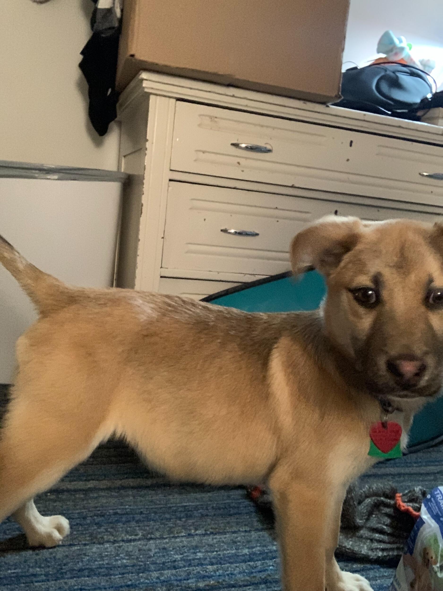 We both grew up with dogs in the family, so of course we got one of our own - Mr. Frodo Baggins