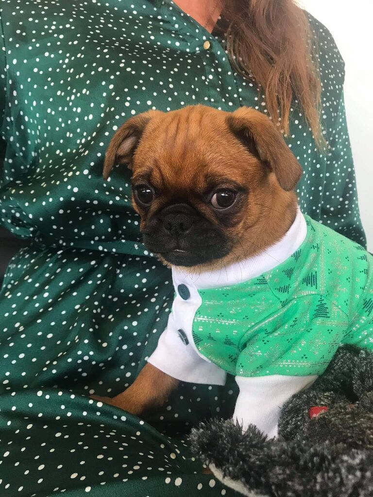 Katsu the Christmas doggo, at work.