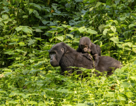 Adult female gorilla with baby seen gorilla trekking