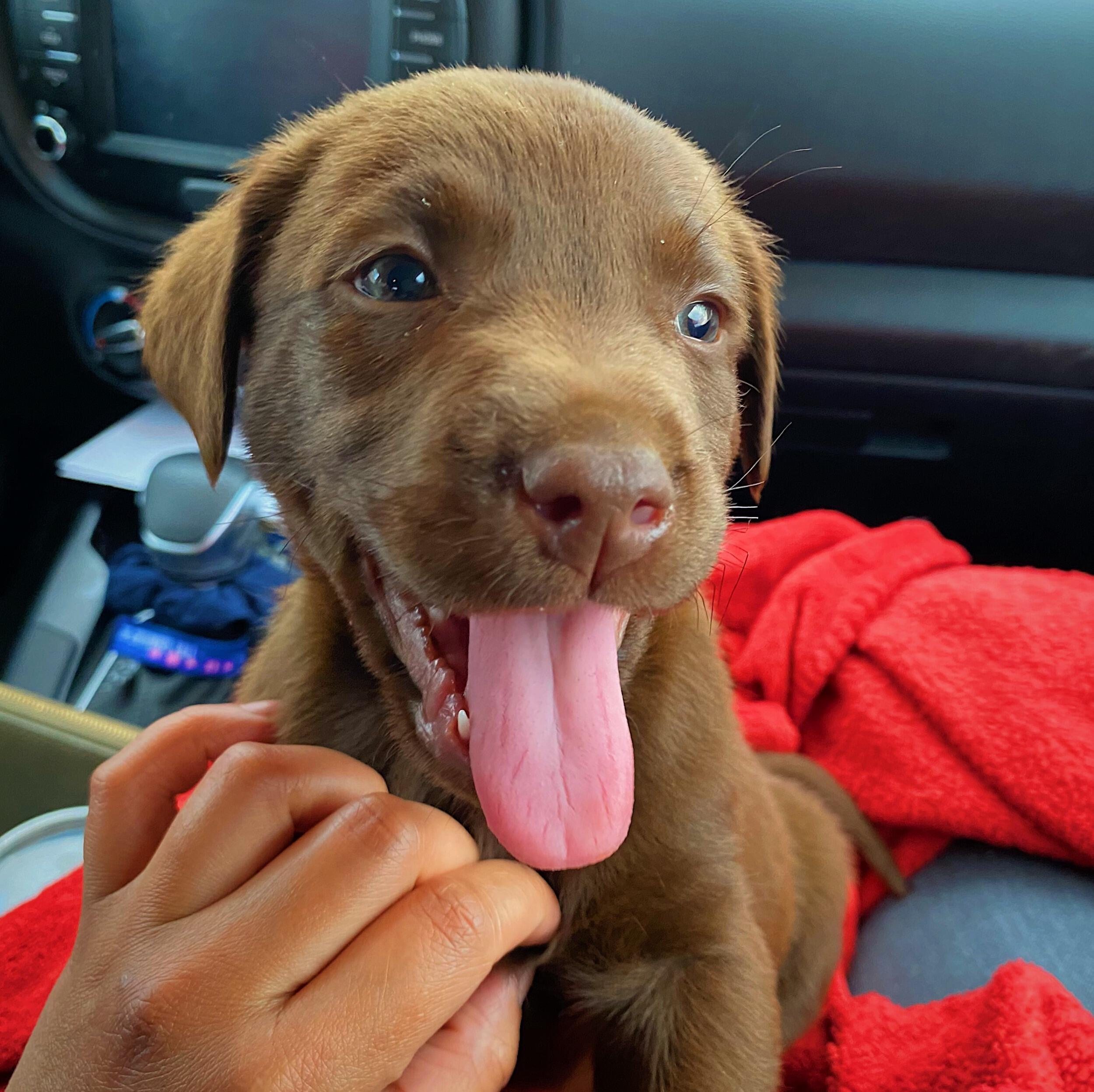 The day we got our first dog, Zeppelin.  We both were so nervous and excited.  We drove 6 hours to pick him up and 6 hours home.  We will never forget how much he cried during that car ride.  

Looking back at that day, we might have been a little worried however this was the start to one of our best decisions yet.  