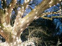 Romantic wedding string lights wrapped around tree