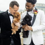 Two Grooms in Different Black and White Tuxedos Snuggle Their Dogs Overlooking San Francisco