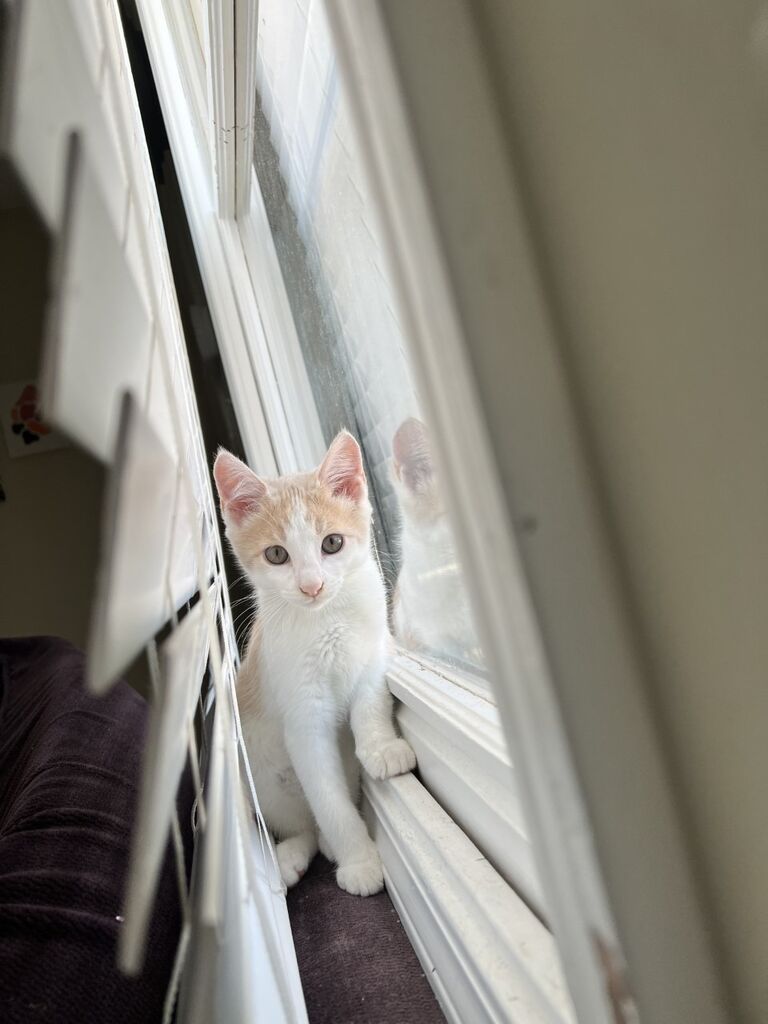 We adopted our first fur baby, Enzo, on our anniversary!