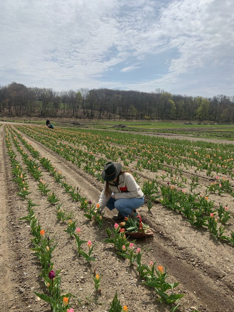Wilson Farm Tulips