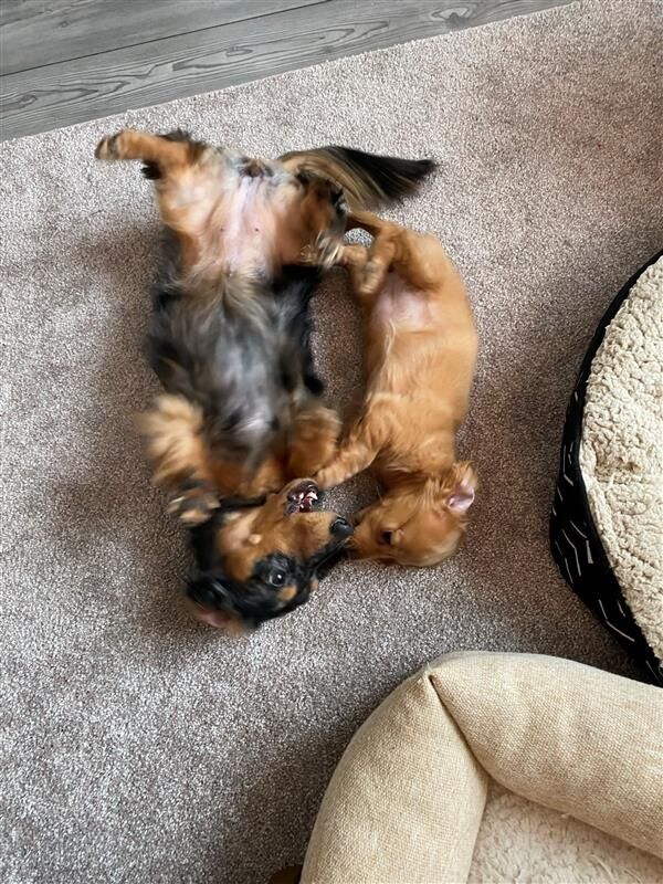 Bean gets a new sister! Salsa!