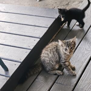Gallery Photo 29