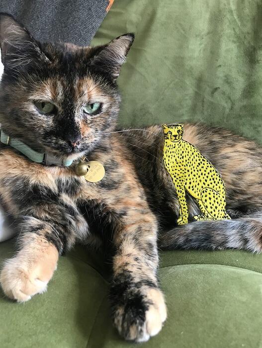 Welcome to the family Eloise, our affectionate and very loud kitty—sorry we couldn't leash-train you in time for the wedding (or ever).