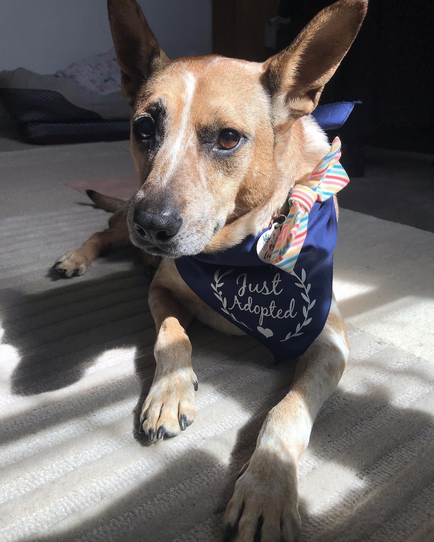 In April 2022. We finalized our formal adoption of our fur-child, Link, after he was medically cleared! 