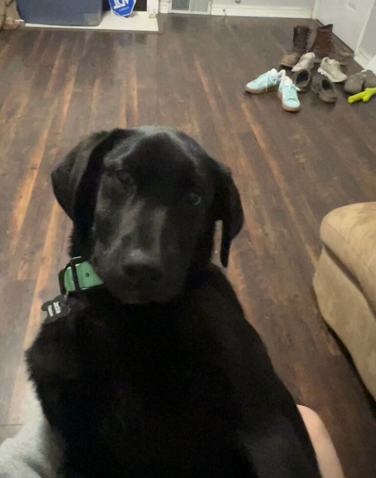 New Furry Friend