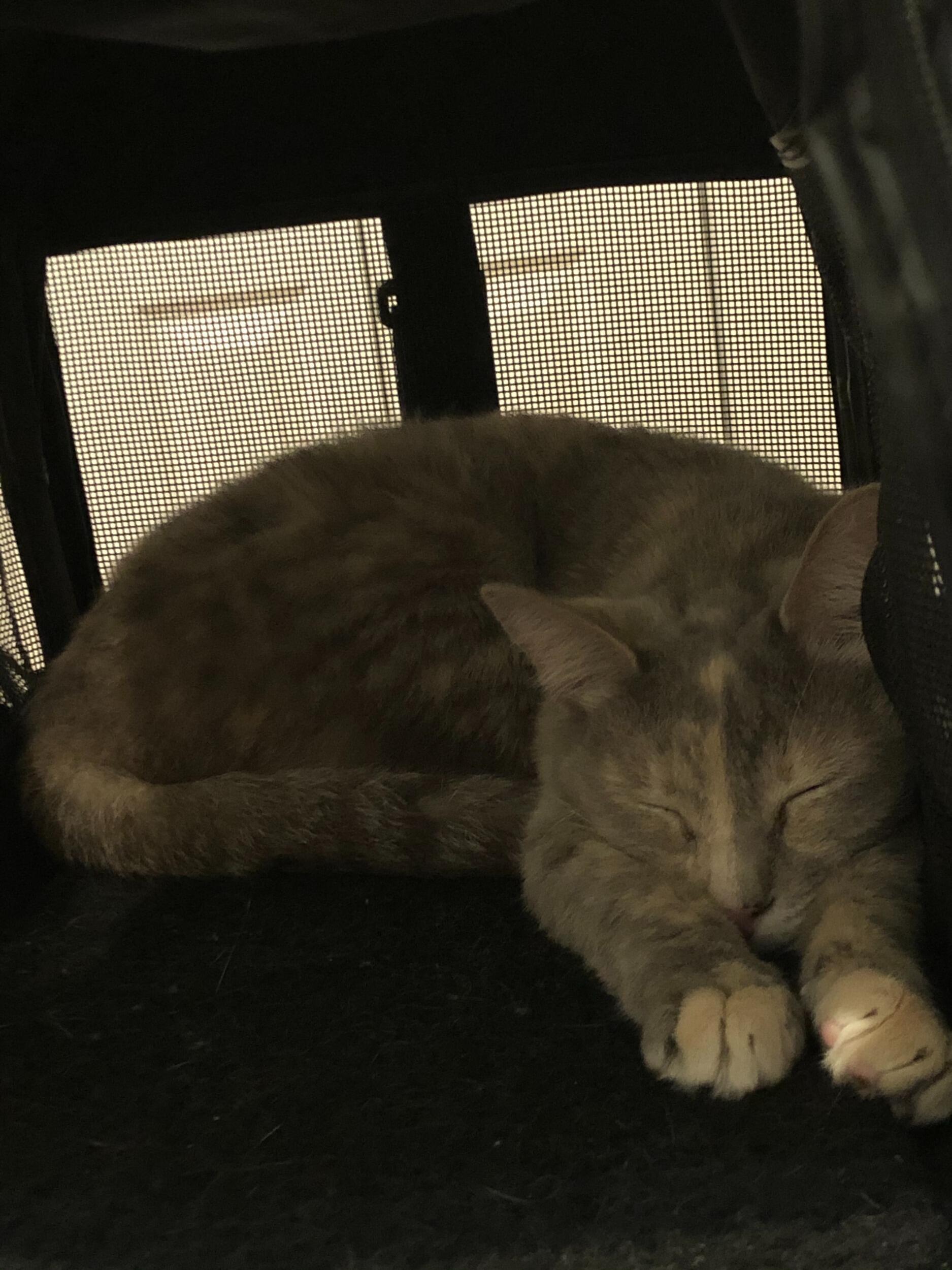 Squeak's first day home