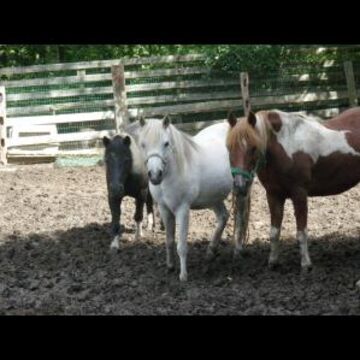 Runabout Farm Pony Rides & Petting Zoo - Pony Rides - Stamford, CT - Hero Main