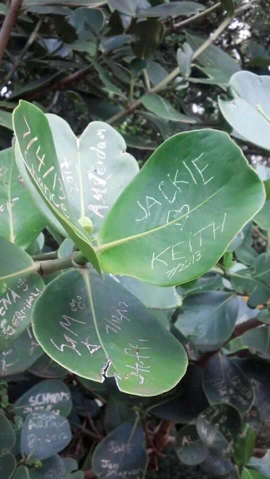Kilaeua point-Hawaii. Autograph tree! The only "writing utensil" I could find was my earring! Lol 😍