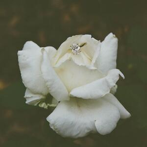 Gallery Photo 19