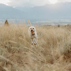Gallery Photo 25