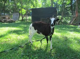 Heavenly Heart Farm & Mini Petting Zoo - Petting Zoo - Edinburg, VA - Hero Gallery 3