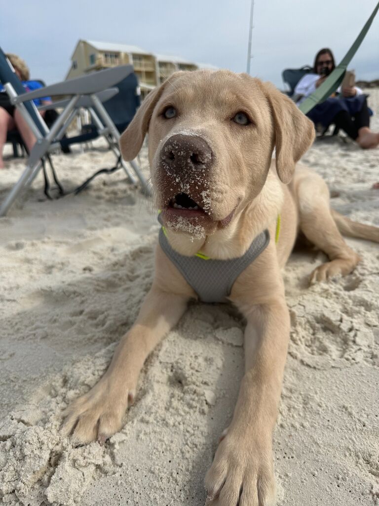 This now big boy will be excited to greet you on our big day!