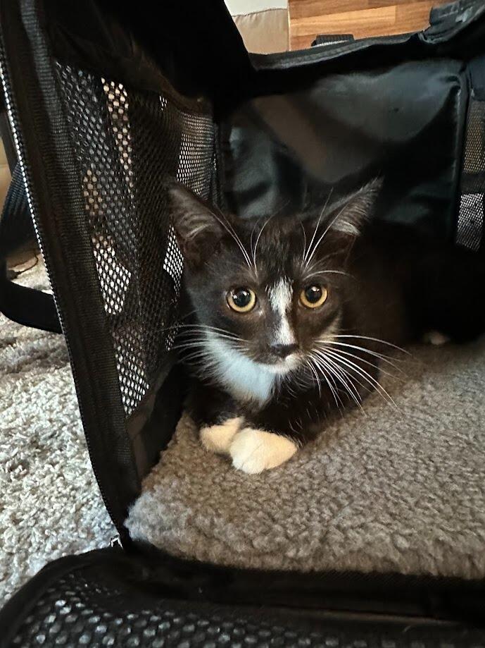 We adopted Russer!