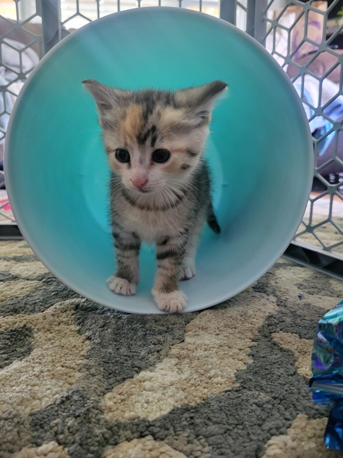 We got a new member of the family! Babybel