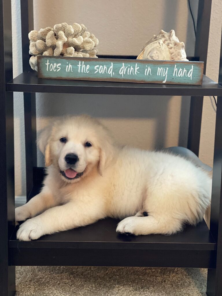 We took it slow and got a puppy together.