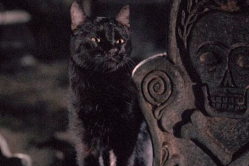 Hocus Pocus Costumes - Black Cat