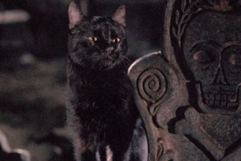 Hocus Pocus party idea - black cat