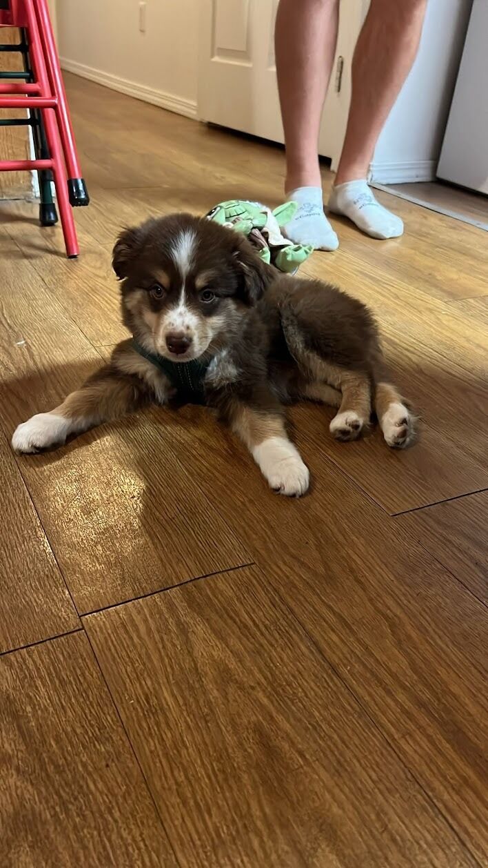 We got our dog! Kodiak Melvin, a mini Australian Shepard.