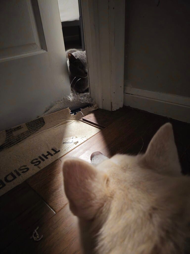 Kota celebrates his 4th birthday with a staredown from Phoebe. Dog/cat integration took the better part of a month.