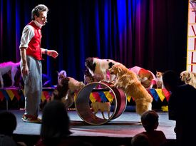 Johnny Peers Comedy Dogs Visual Comedy Artist - Animal For A Party - Bradenton, FL - Hero Gallery 4