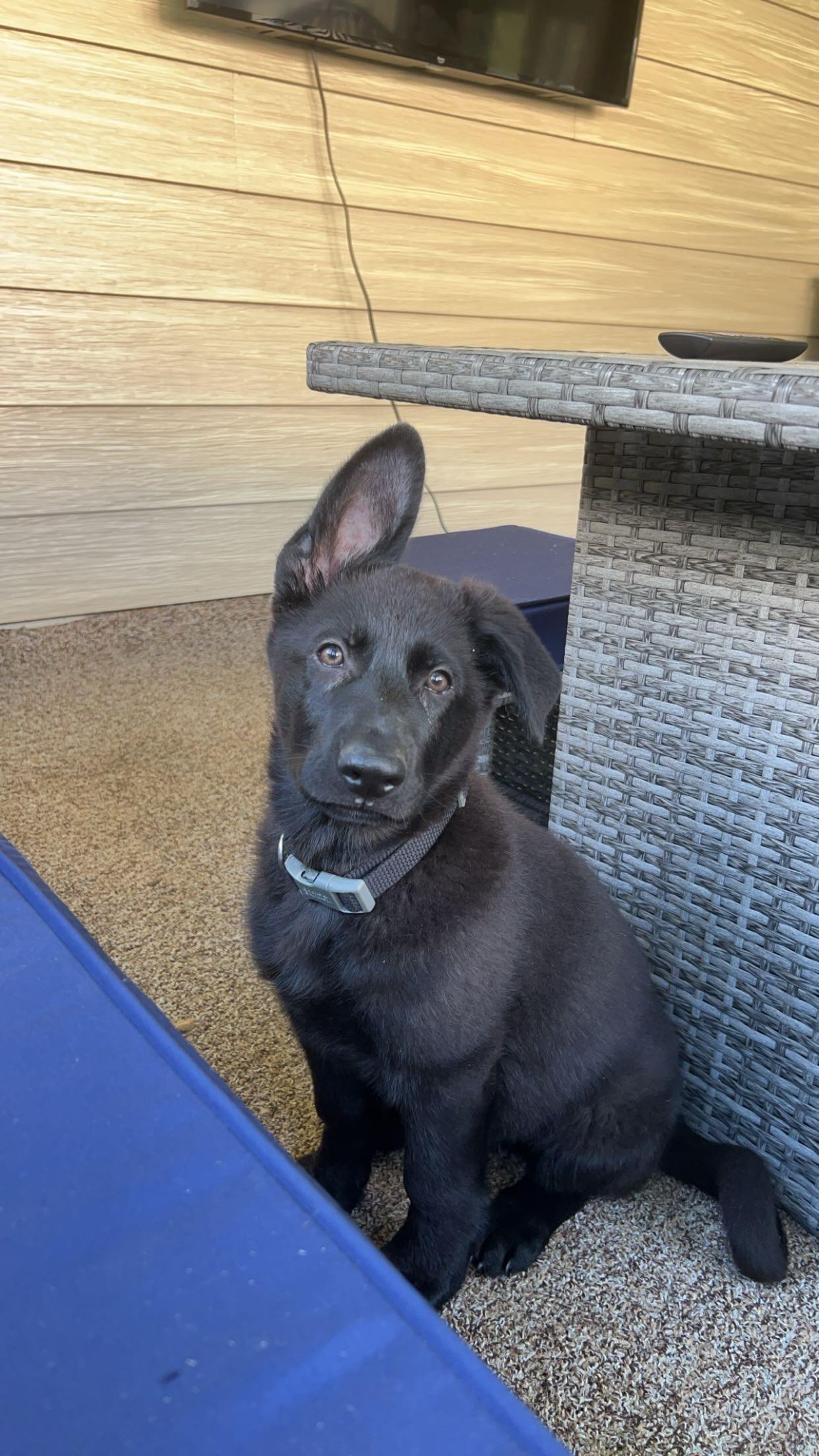 Got our sweet Rexy boy !!