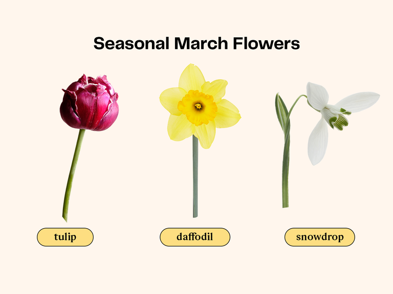 Collage of flowers that are in season for a March wedding. 