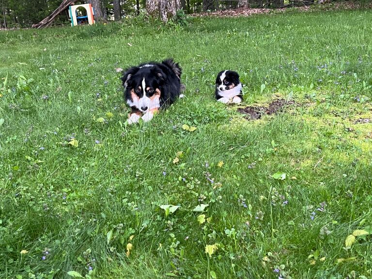 Gracie got a sister Paisley.