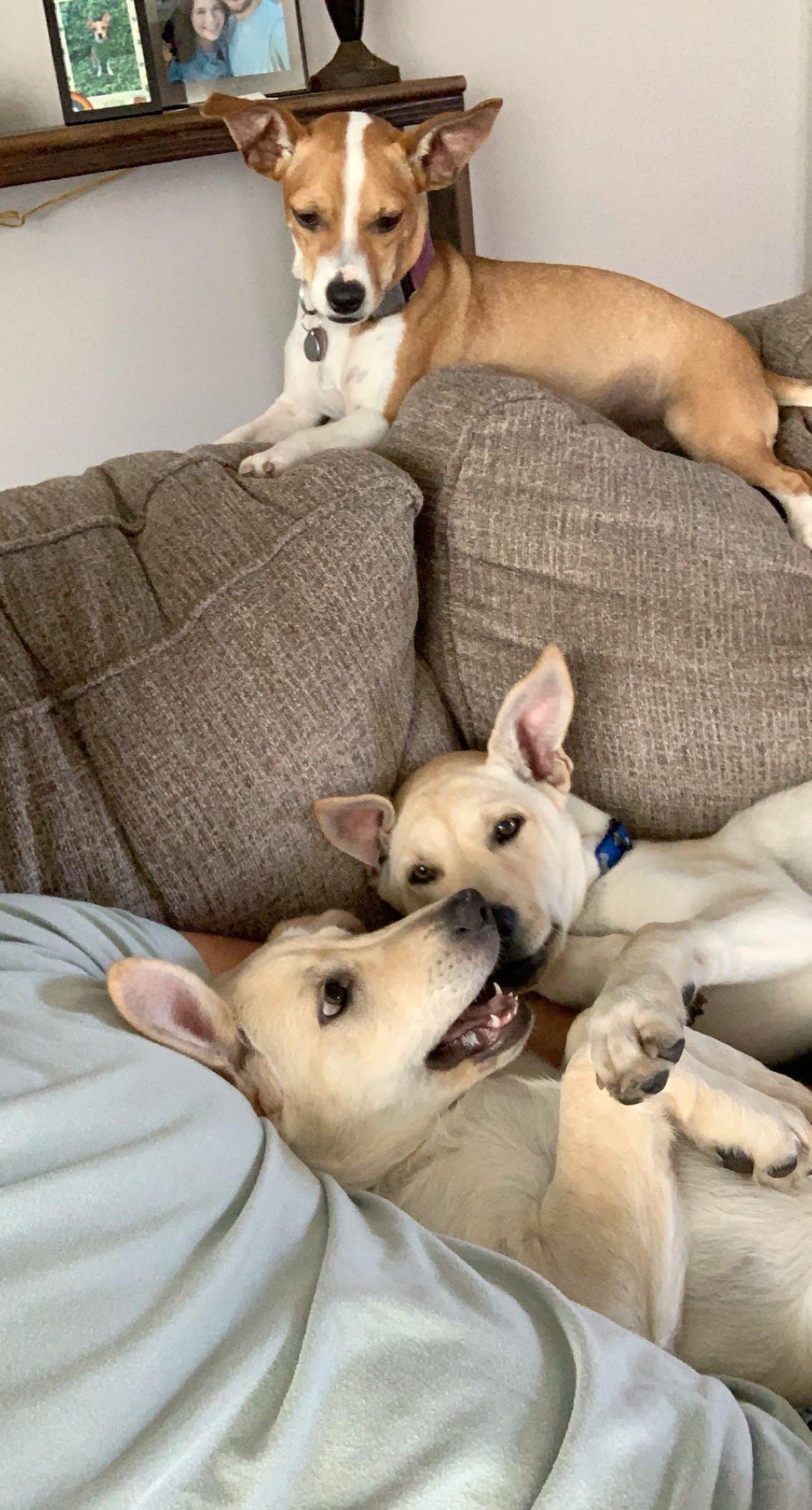 While in Texas they filled their home with three dogs - Muffin, Kona, and Goose. They topped off their dog menagerie in April 2021.
