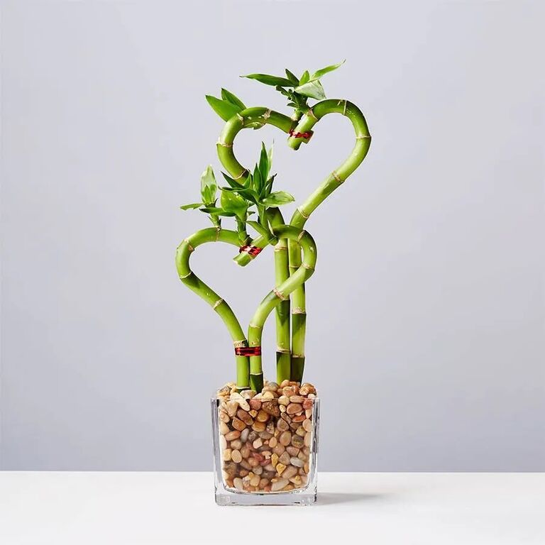 Heart-shaped bamboo plant for a 30th anniversary gift