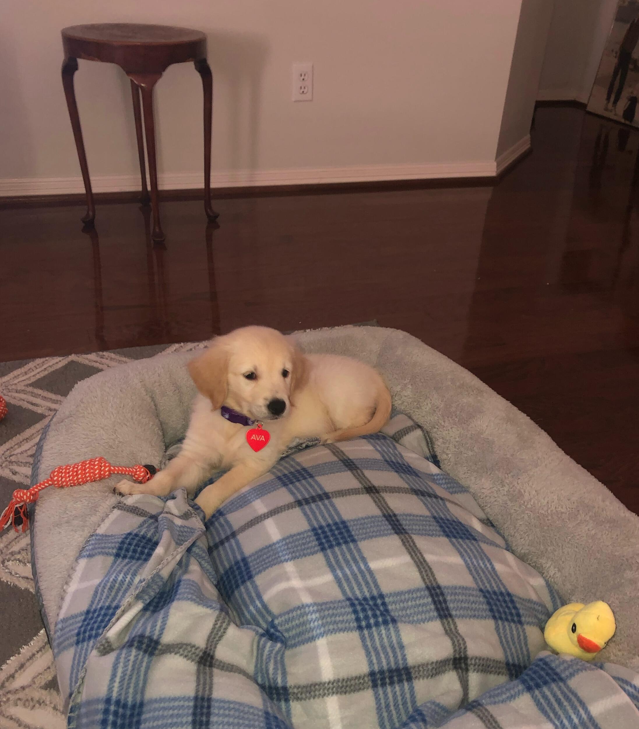 Welcome home Ava!