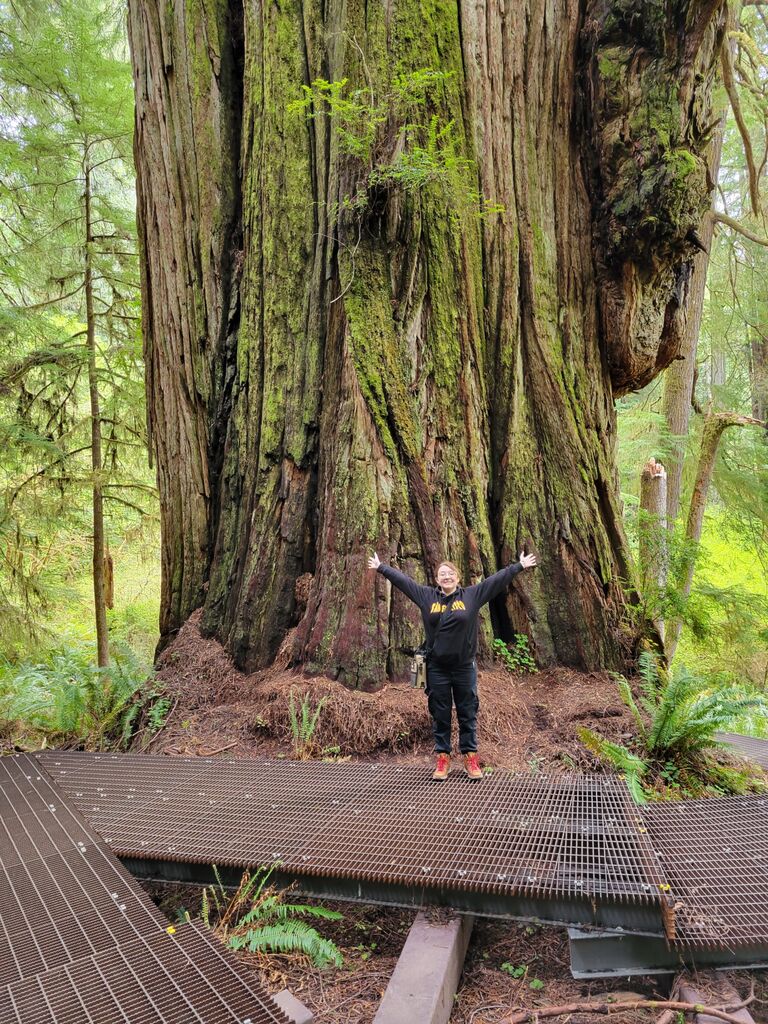 Trip to California redwoods