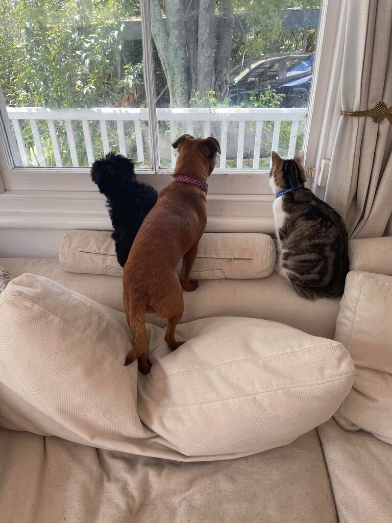 Our fur baby line-up, on the watch.