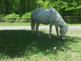 Aly's Ponies & Traveling Barnyard - Pony Rides - Poughkeepsie, NY - Hero Gallery 3