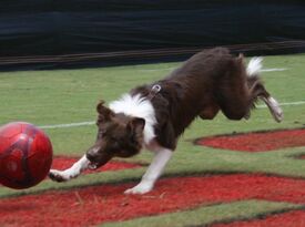 Soccer Dogs - Interactive Game Show Host - Ocala, FL - Hero Gallery 1