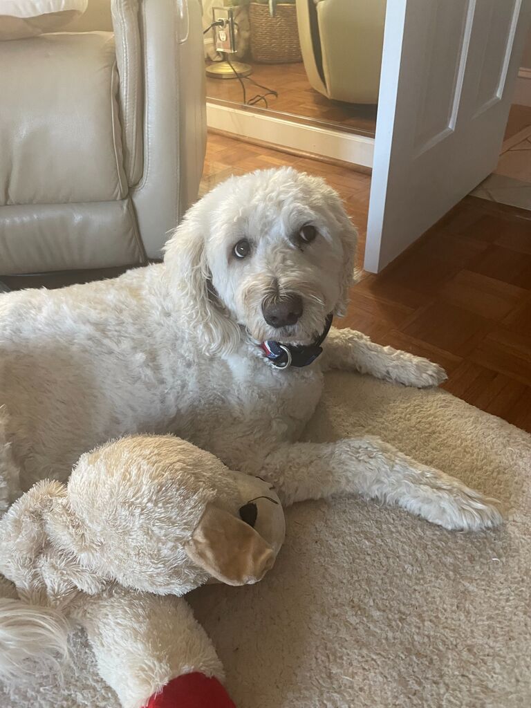 We cannot forget to mention Chewie! He is a very important furry member of our family.