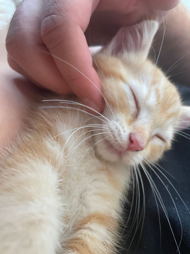 Gus became their favorite thing in the world...