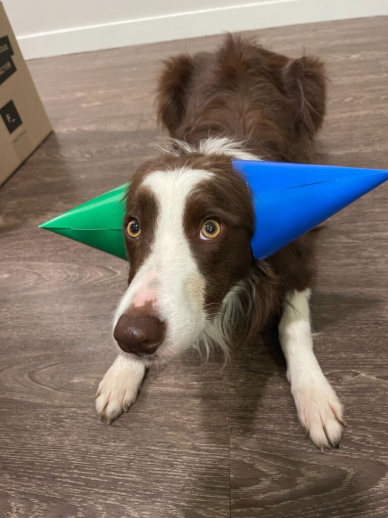 Apollo turned 2!