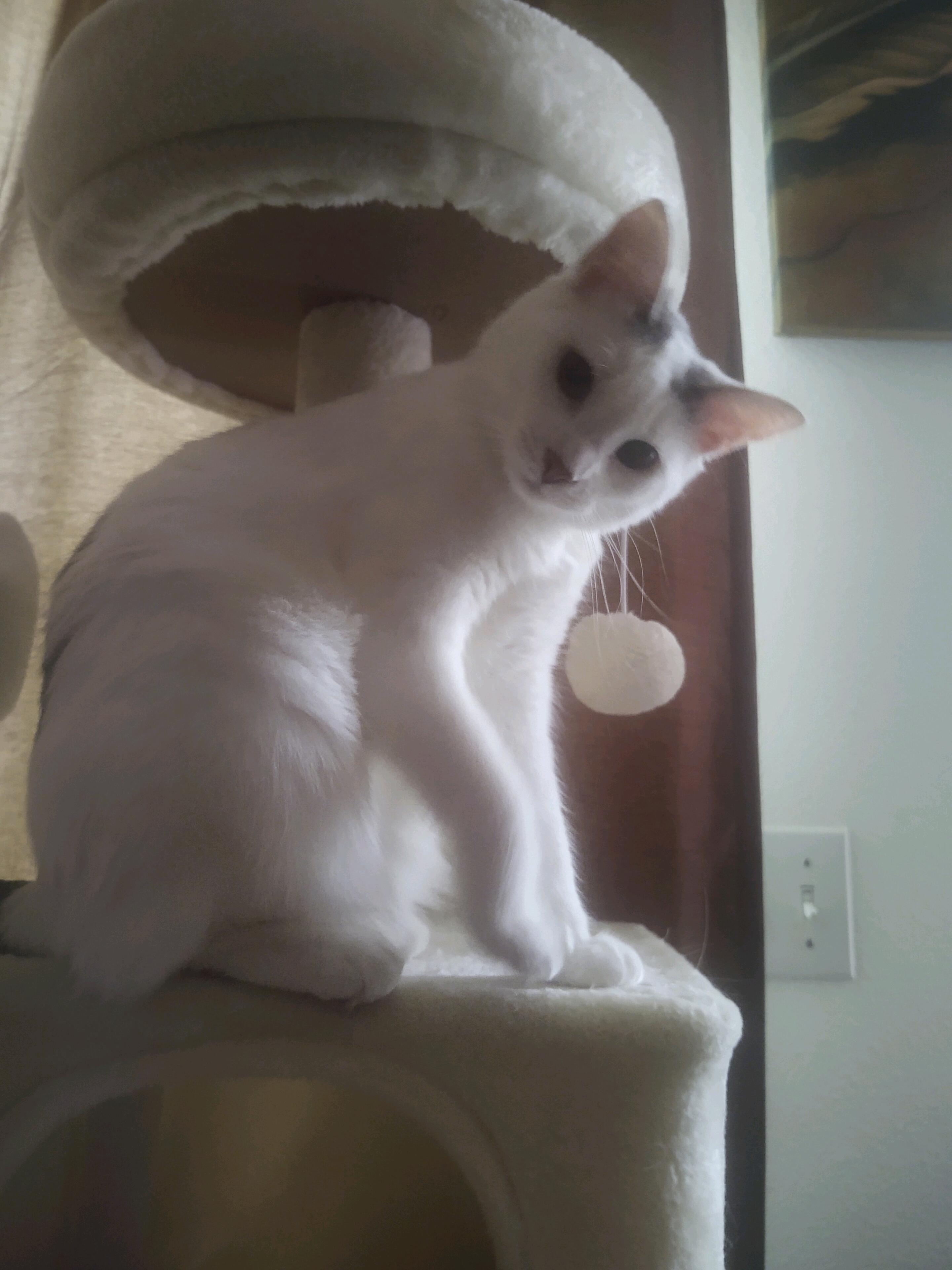 Adopted Cleo! 