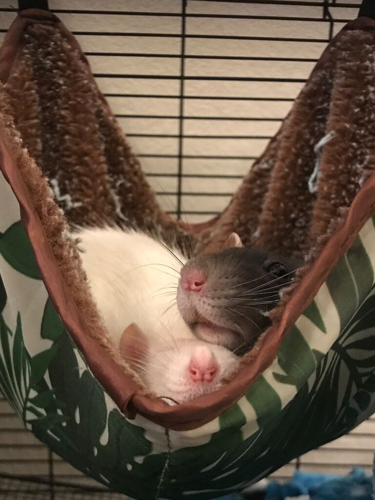 Our 2nd pets. Bella and Phoebe, the rats. Senior year.