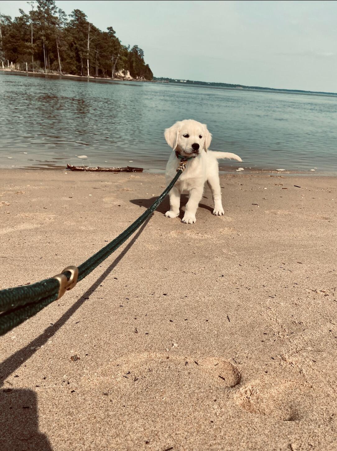 We brought home our soul dog, Reilly
